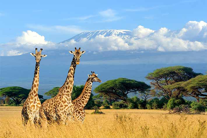 Three giraffes standing in golden savanna grassland with snow-capped Mount Kilimanjaro in the background under blue sky with clouds