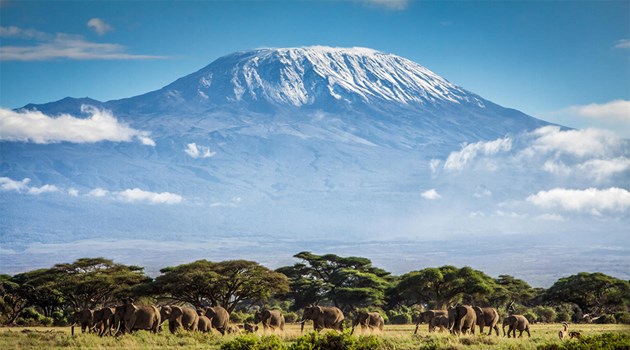 Mount Kilimanjaro with snow-capped peak rising above the African savanna with elephants and acacia trees in the foreground